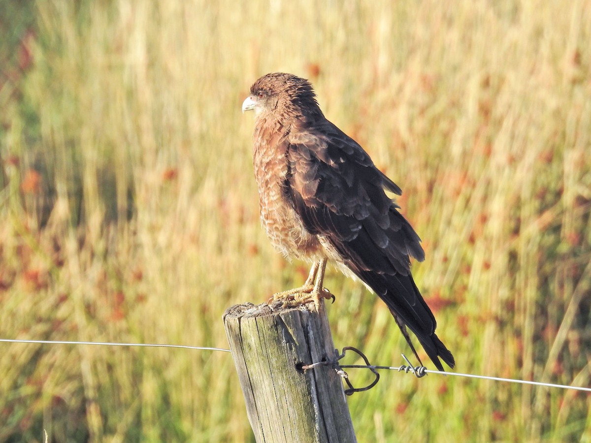 brunkarakara - ML651859572