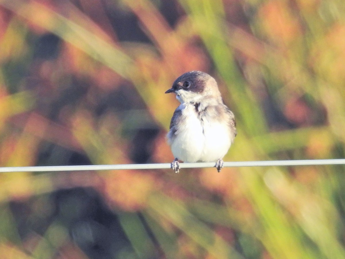 patagoniasvale - ML651859587