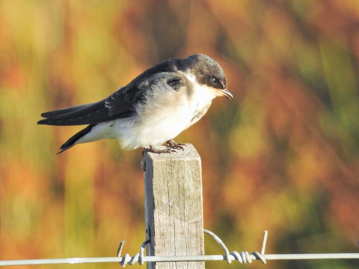 patagoniasvale - ML651859588