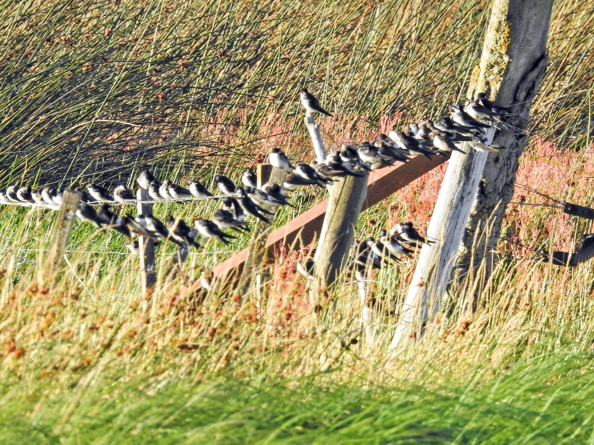 patagoniasvale - ML651859589