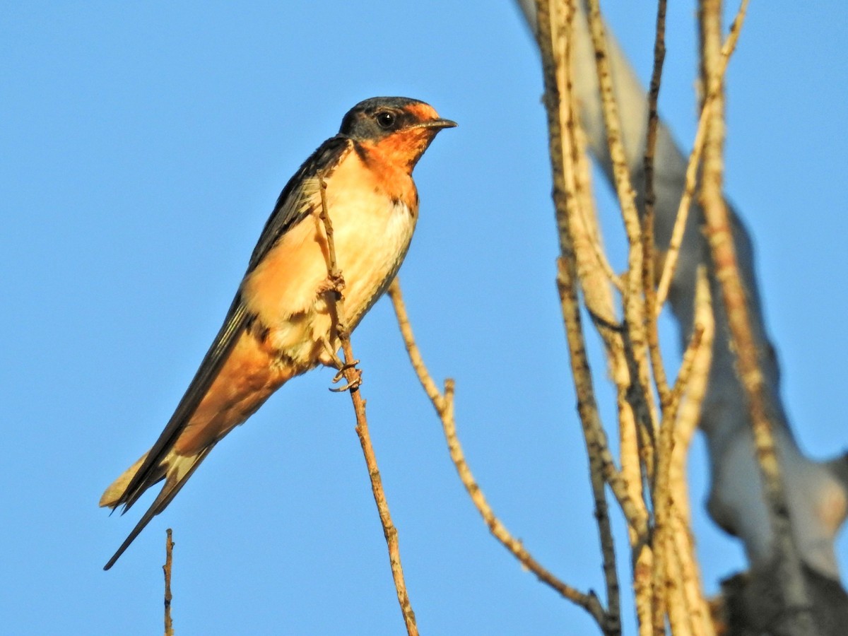 låvesvale - ML651859603