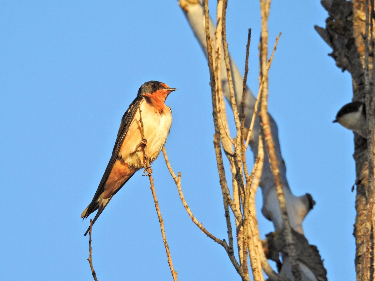 låvesvale - ML651859605