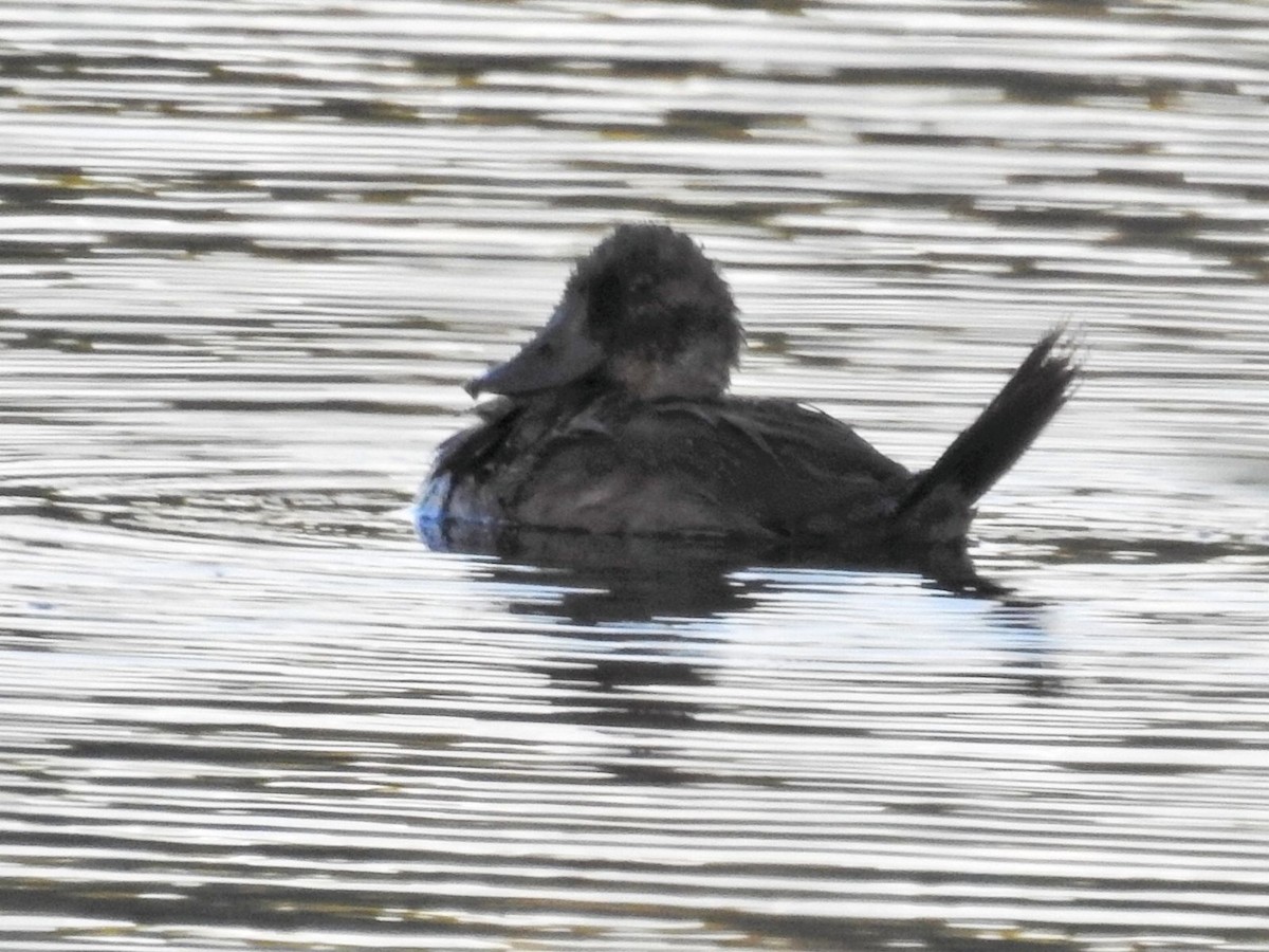 andesand - ML651859628