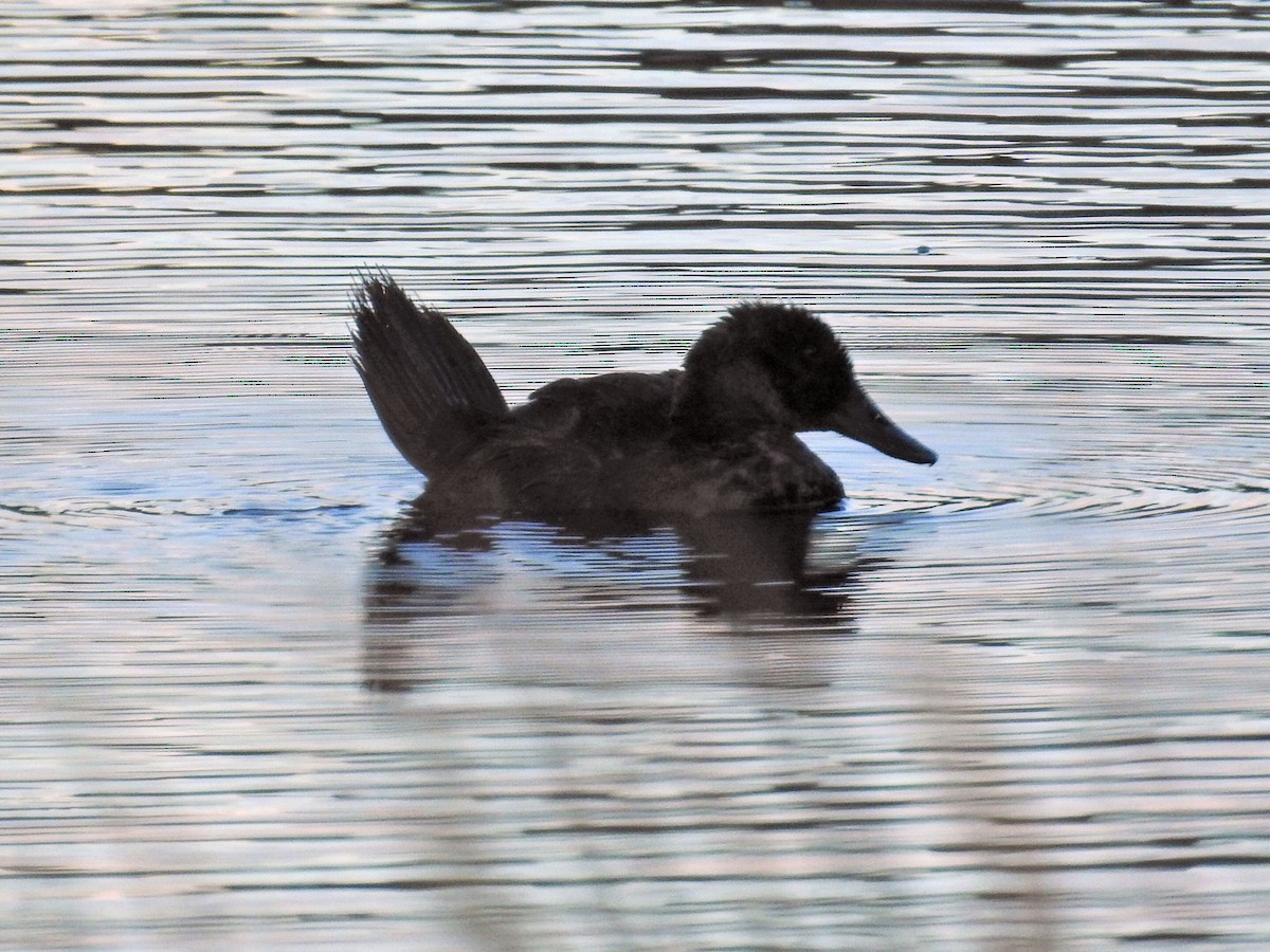 andesand - ML651859629