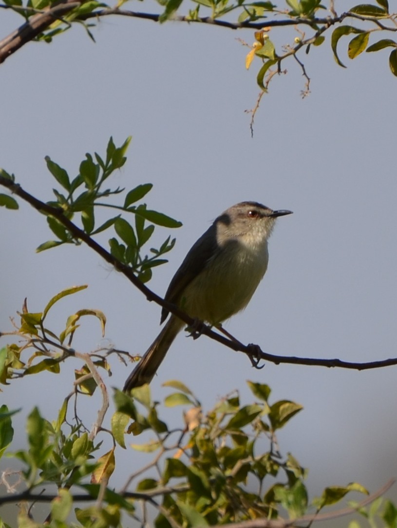 Tawny-flanked Prinia - ML651859820