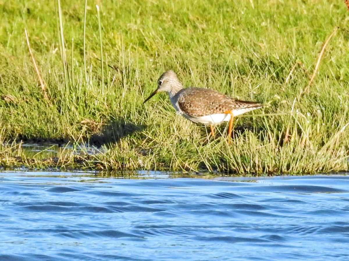 gulbeinsnipe - ML651859879