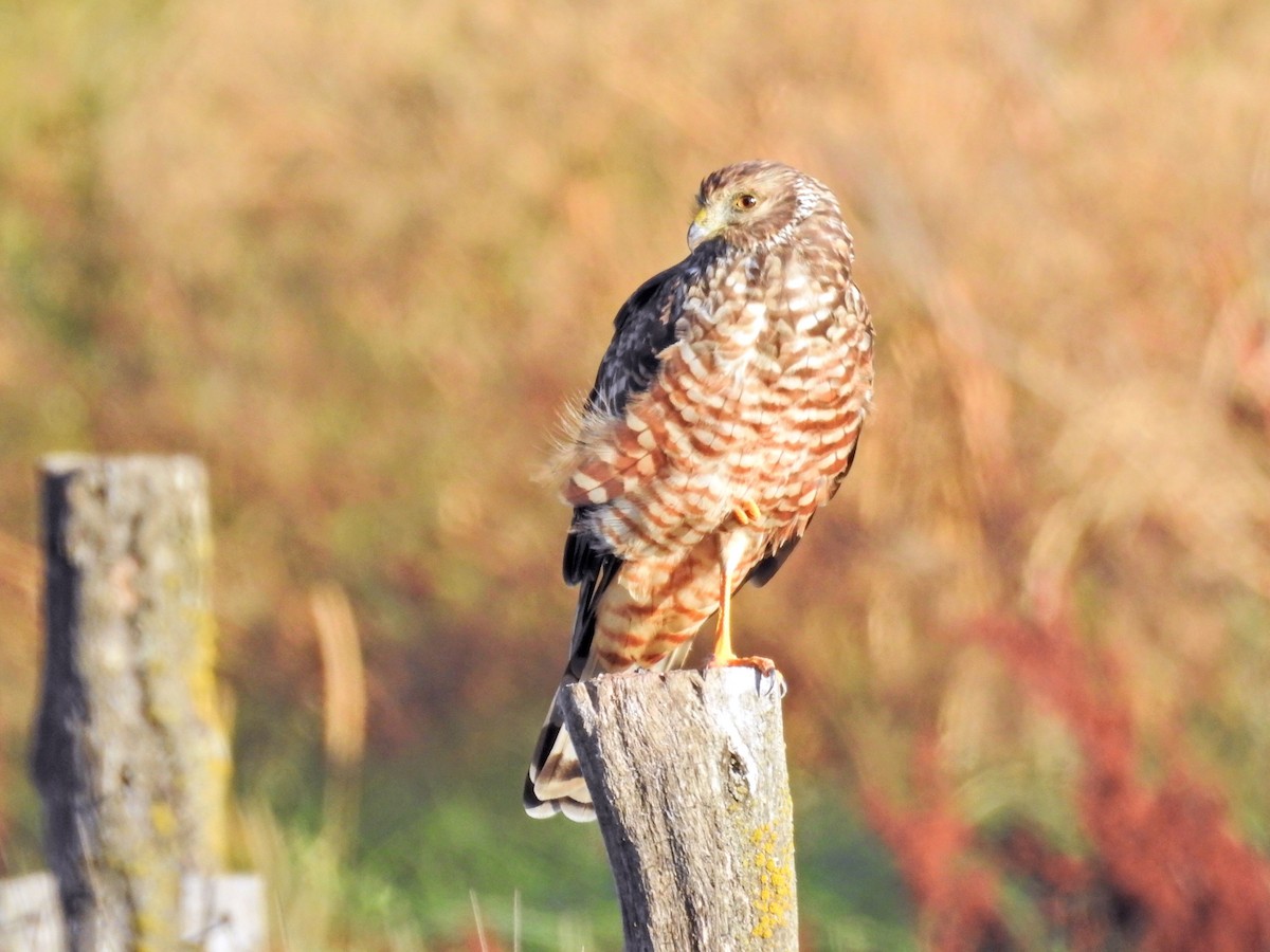 bendelmyrhauk - ML651859897