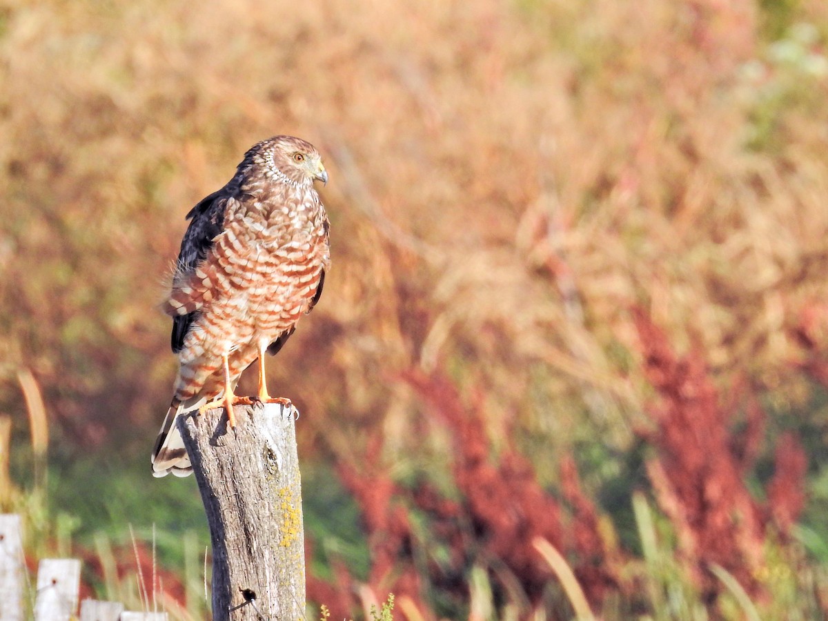 bendelmyrhauk - ML651859904