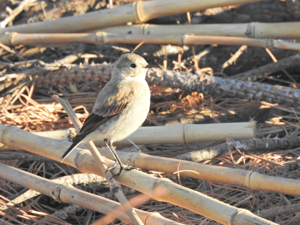 patagonianegrito - ML651859977