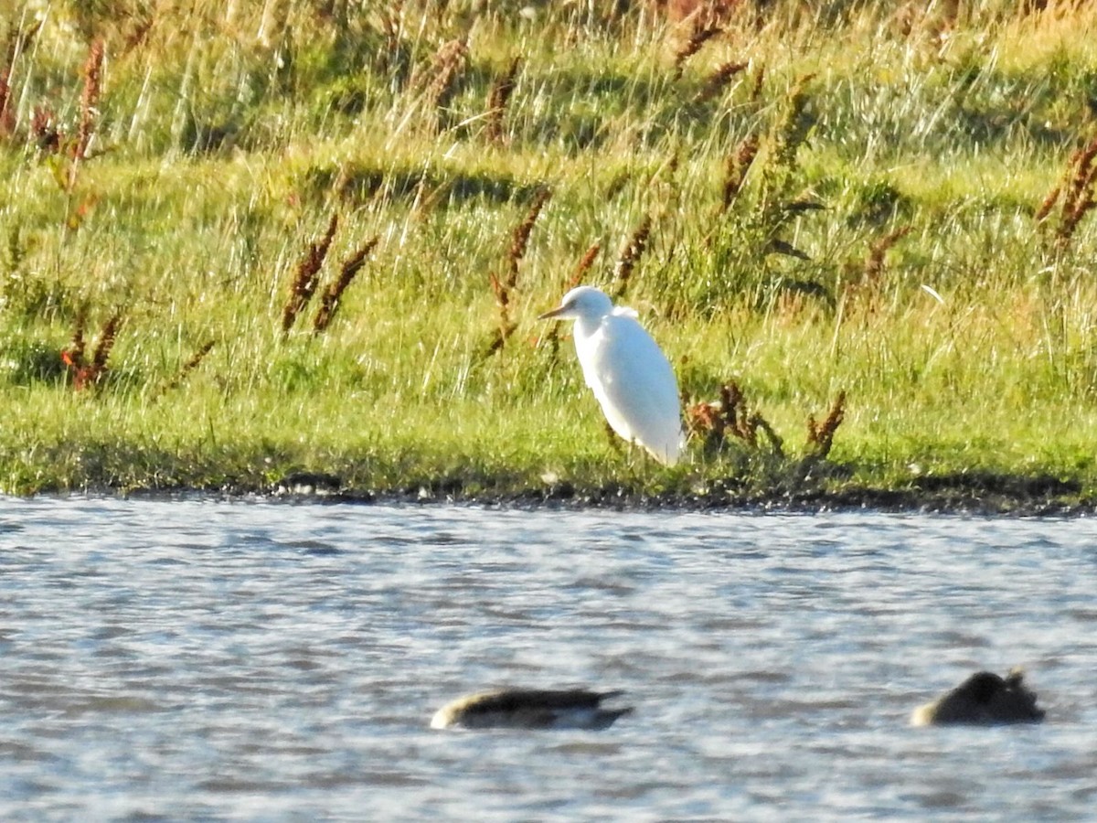 kuhegre - ML651860033