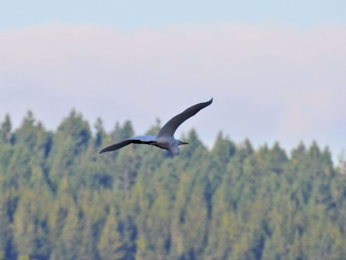 egretthegre - ML651860059