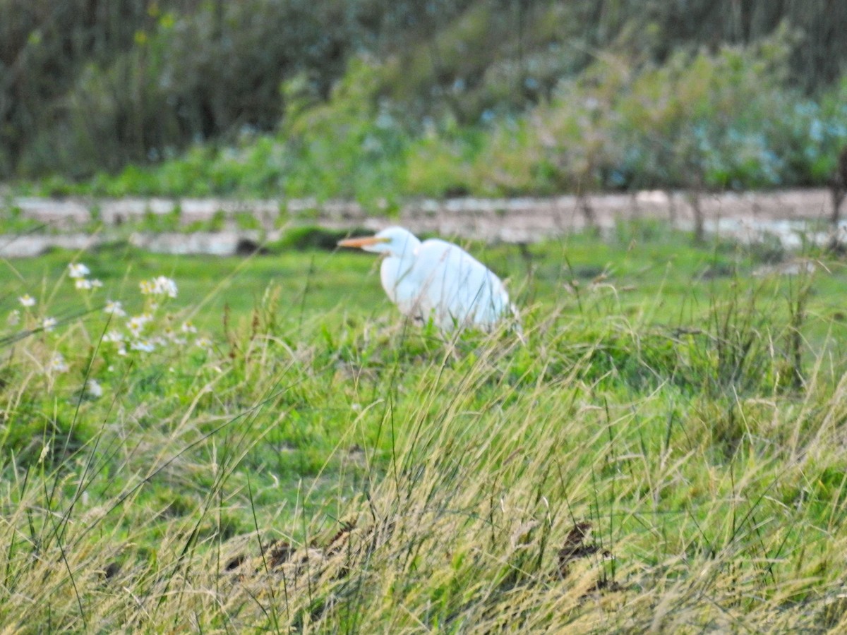 egretthegre - ML651860060