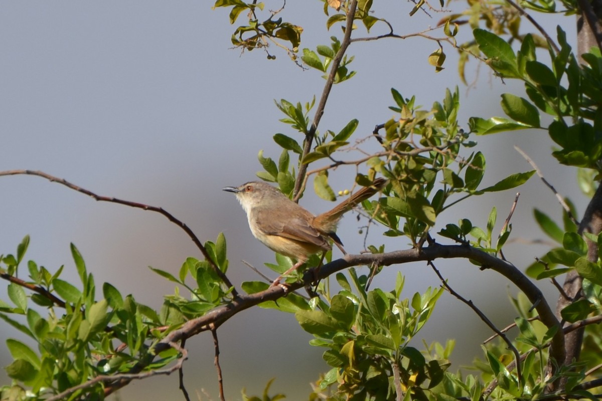 Tawny-flanked Prinia - ML651860106