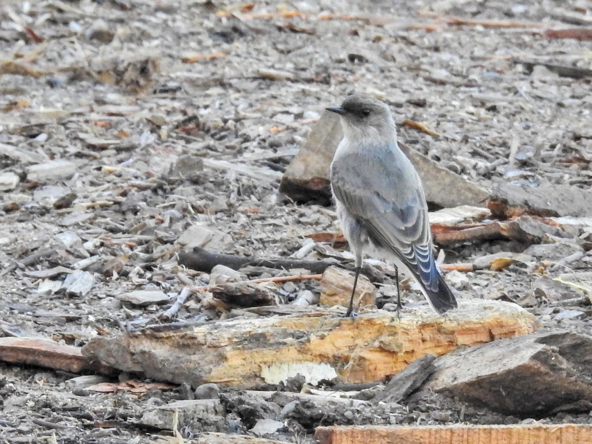 magellanmarktyrann - ML651860118