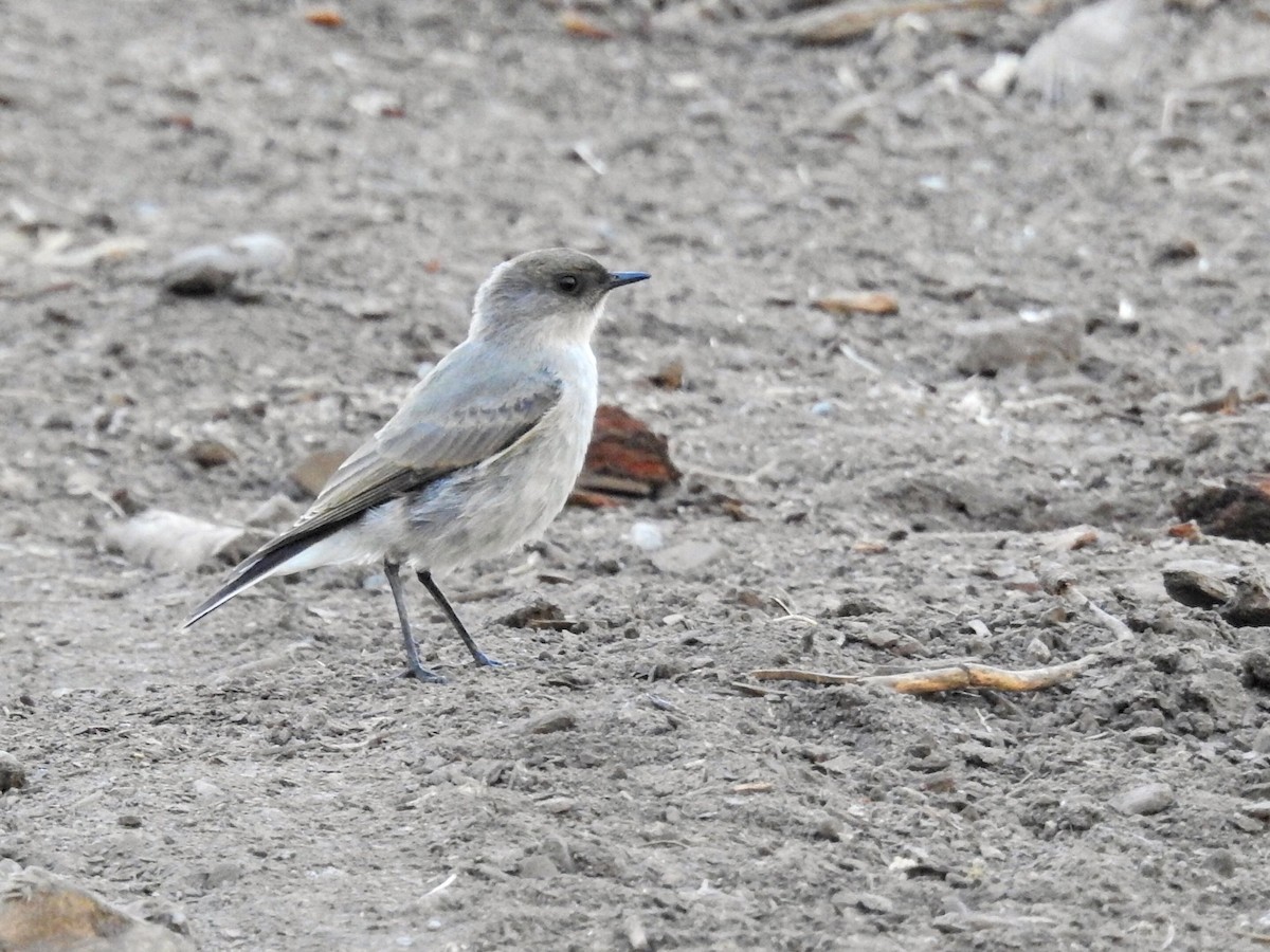 magellanmarktyrann - ML651860119