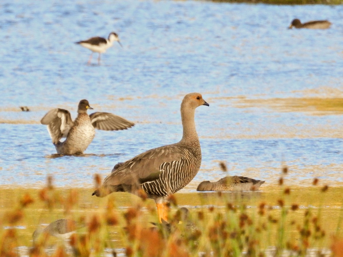 sebragås - ML651860147