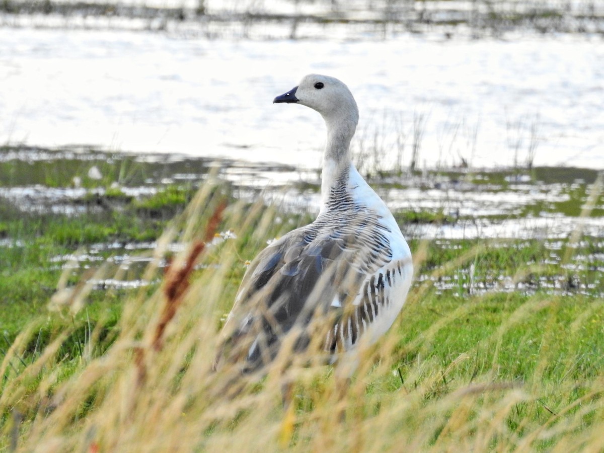 sebragås - ML651860149