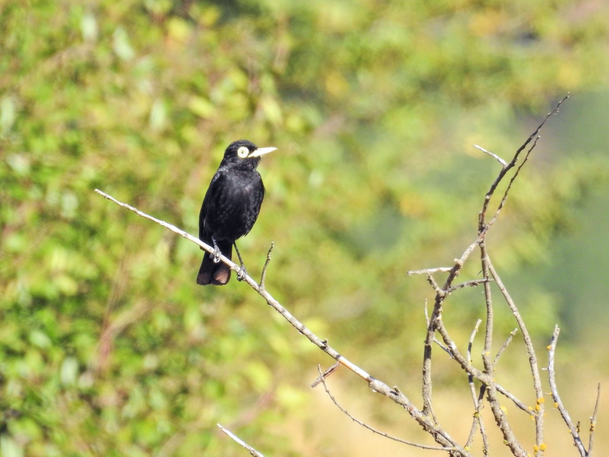 brilletyrann - ML651860171