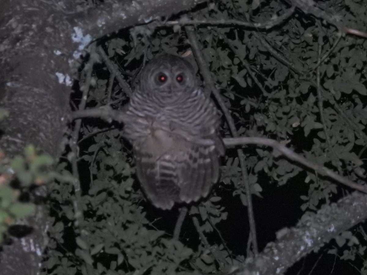 chileugle - ML651860404