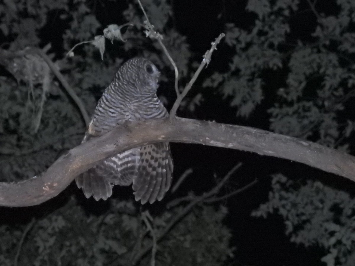 chileugle - ML651860406