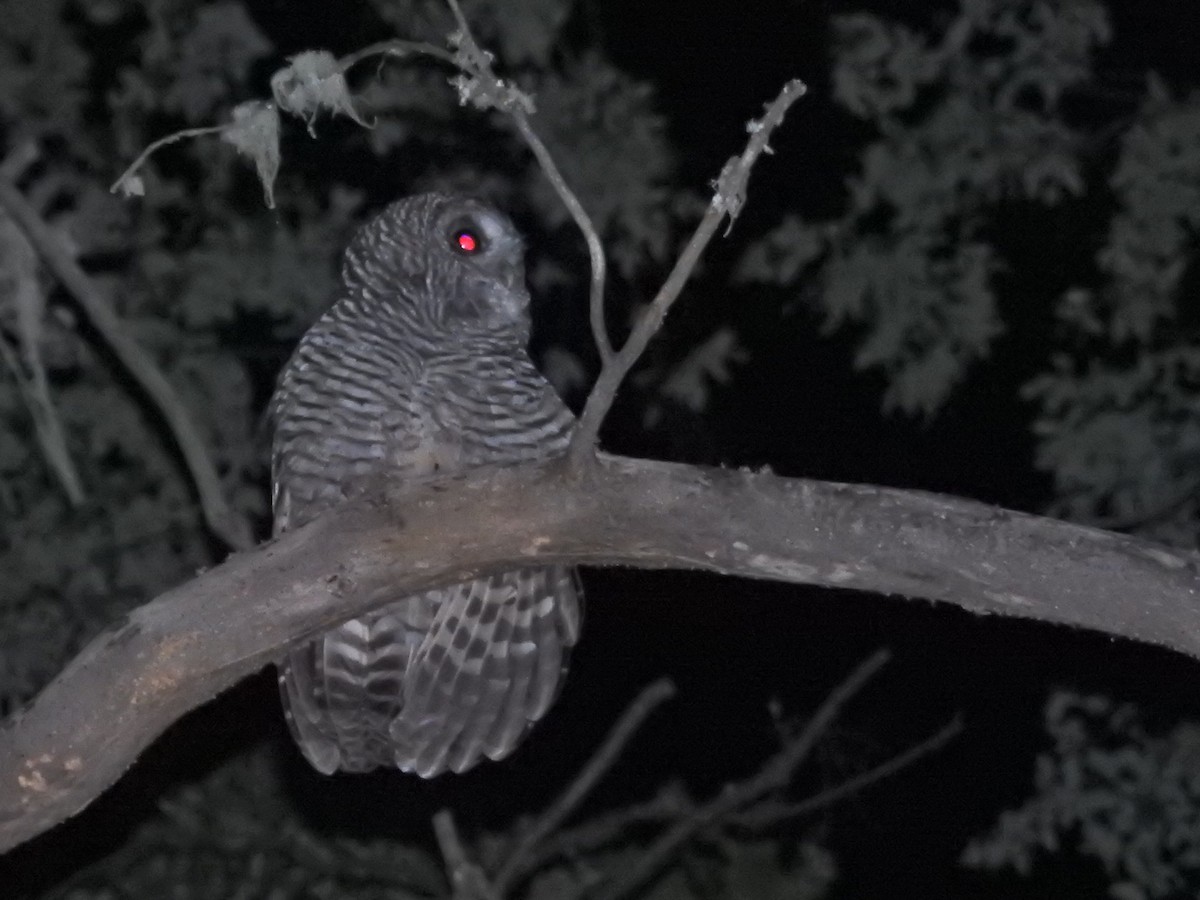 chileugle - ML651860407