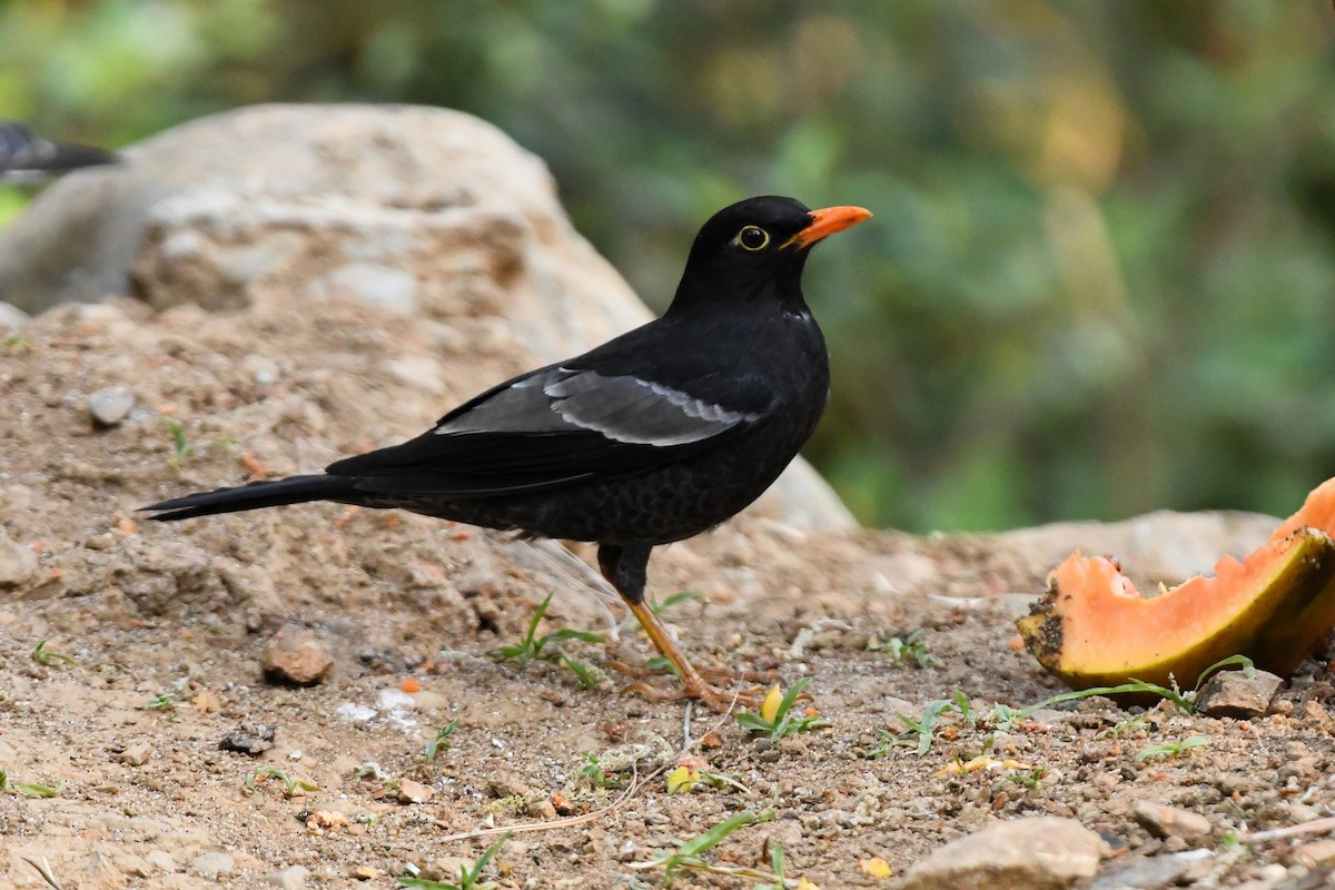Gray-winged Blackbird - ML651860556