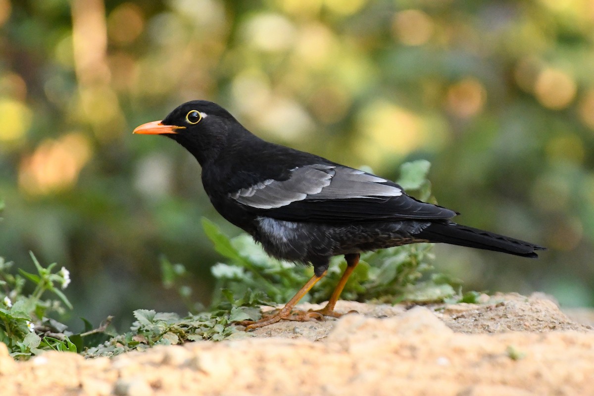 Gray-winged Blackbird - ML651860561