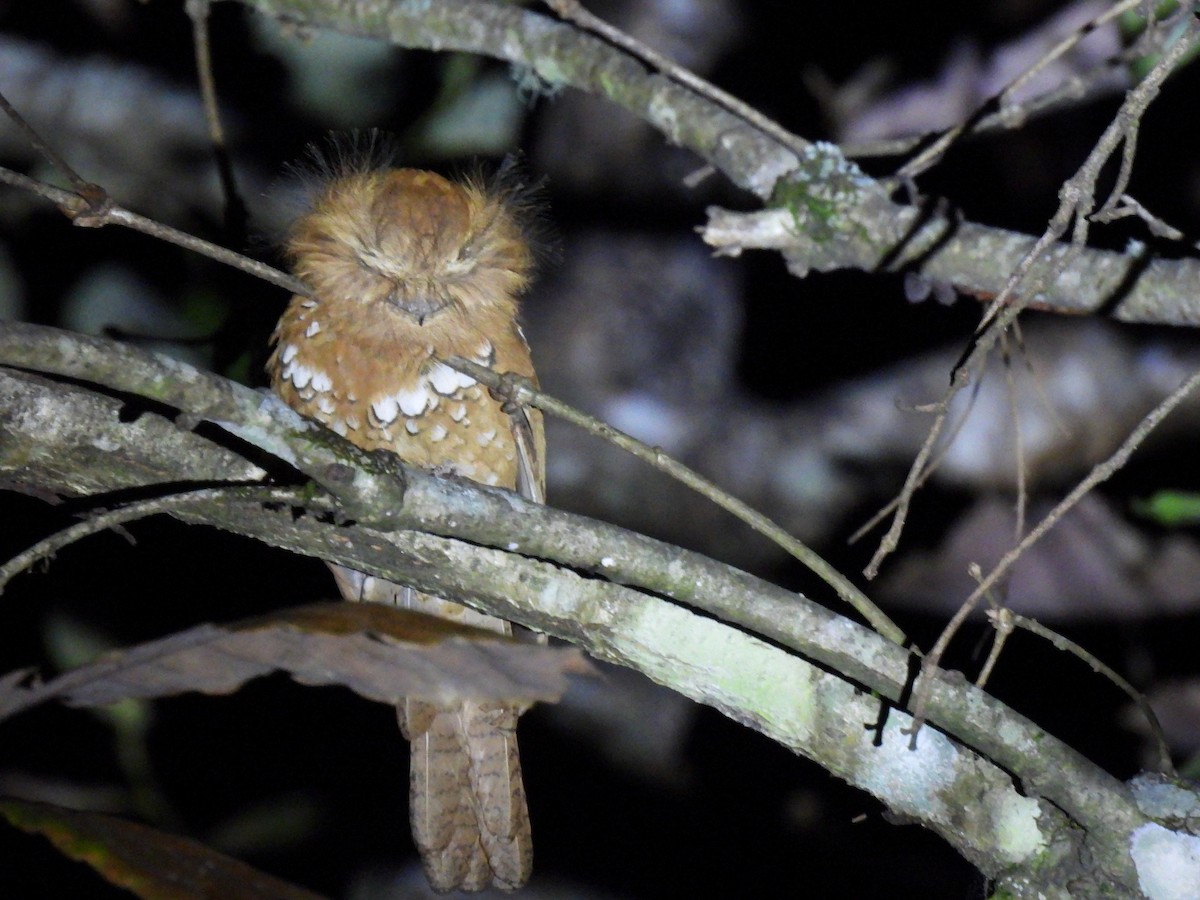 Uzun Kuyruklu Kocaağız - ML651860658