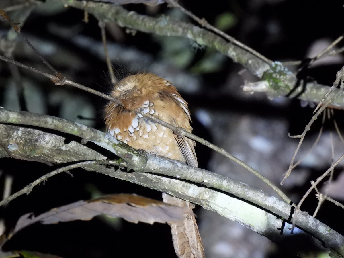 Uzun Kuyruklu Kocaağız - ML651860668