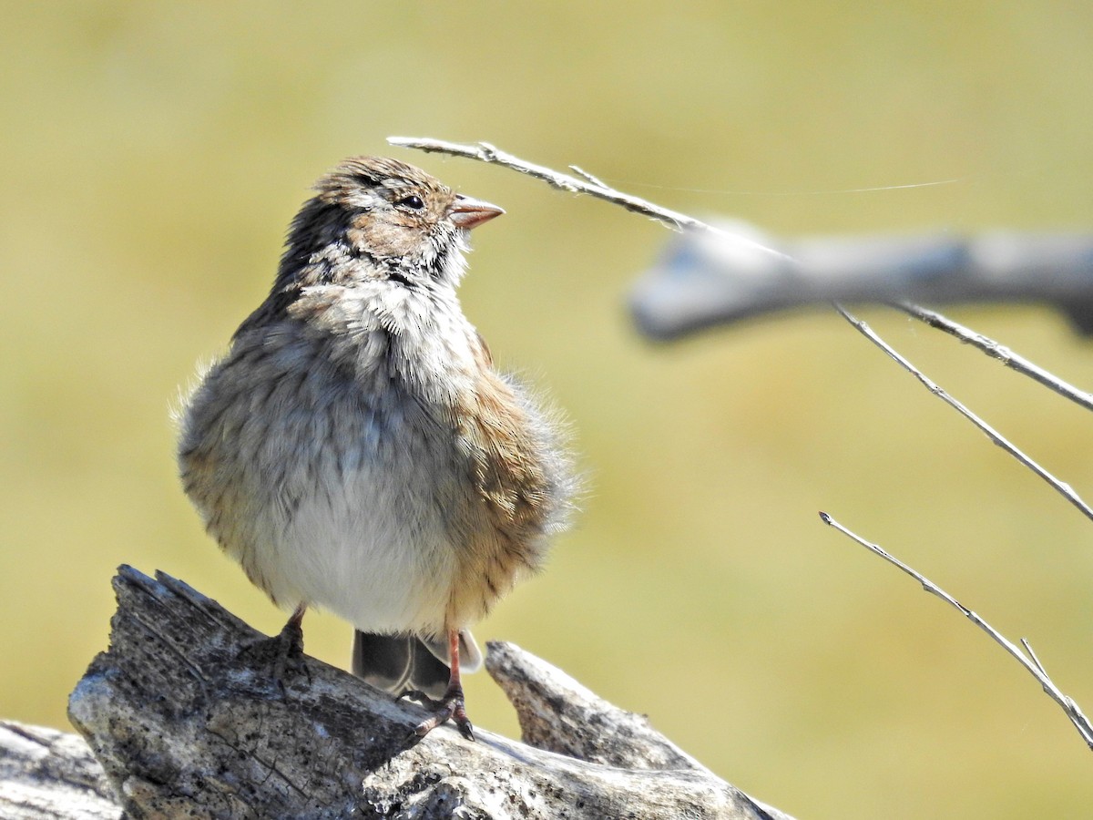 sotandesspurv - ML651860780