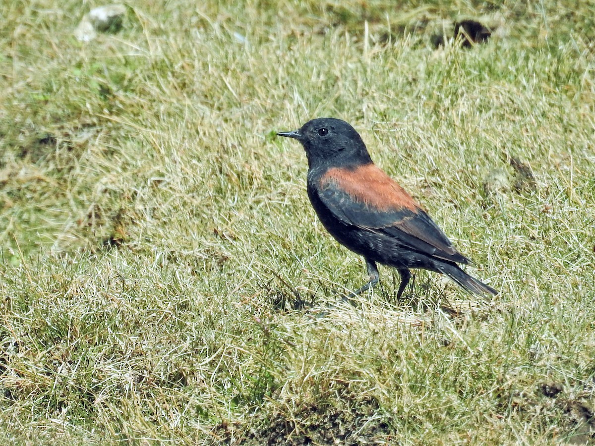 patagonianegrito - ML651860806