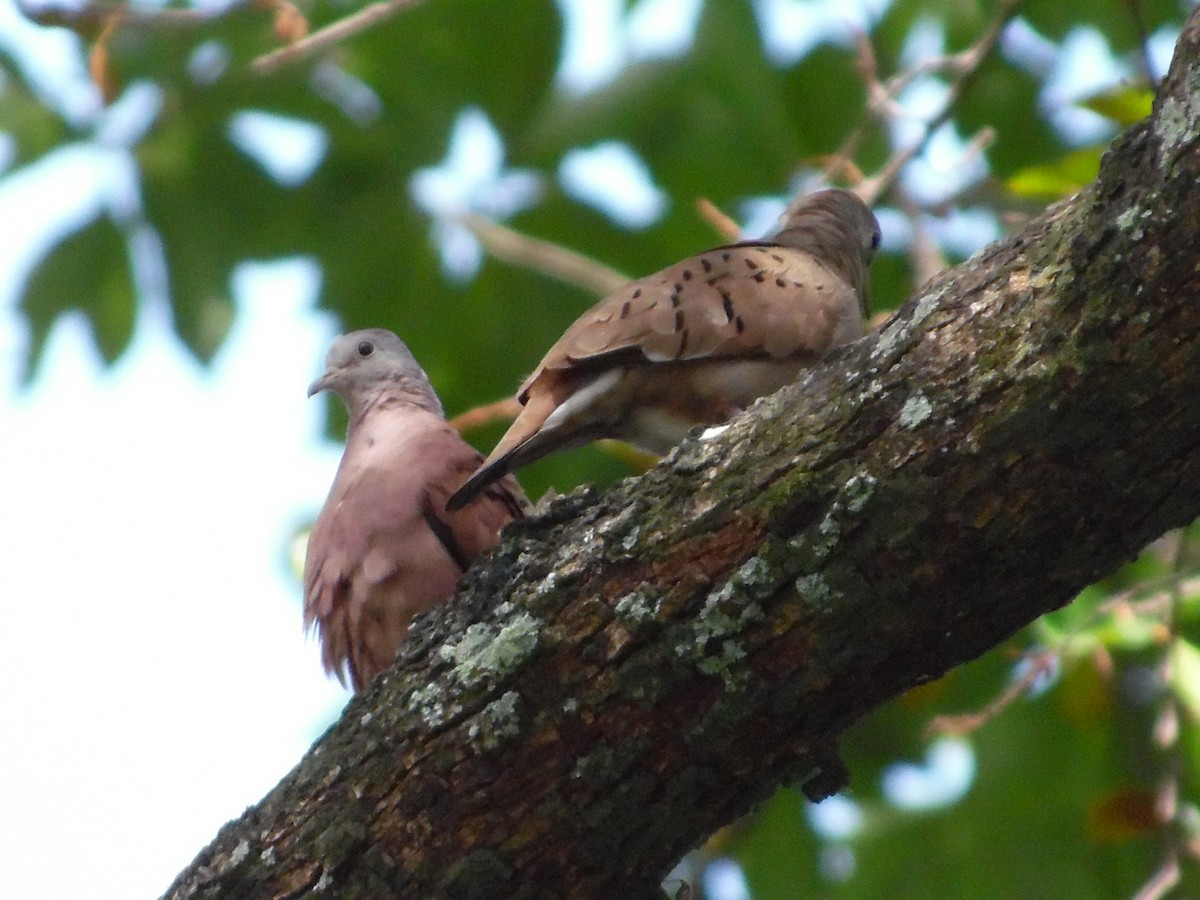 Ruddy Ground Dove - ML65186081