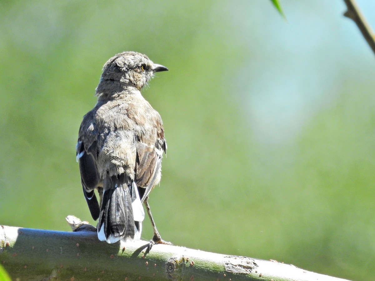 patagoniaspottefugl - ML651860825