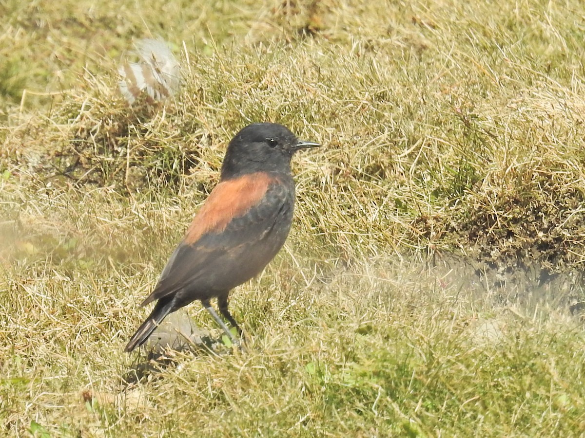 patagonianegrito - ML651860863