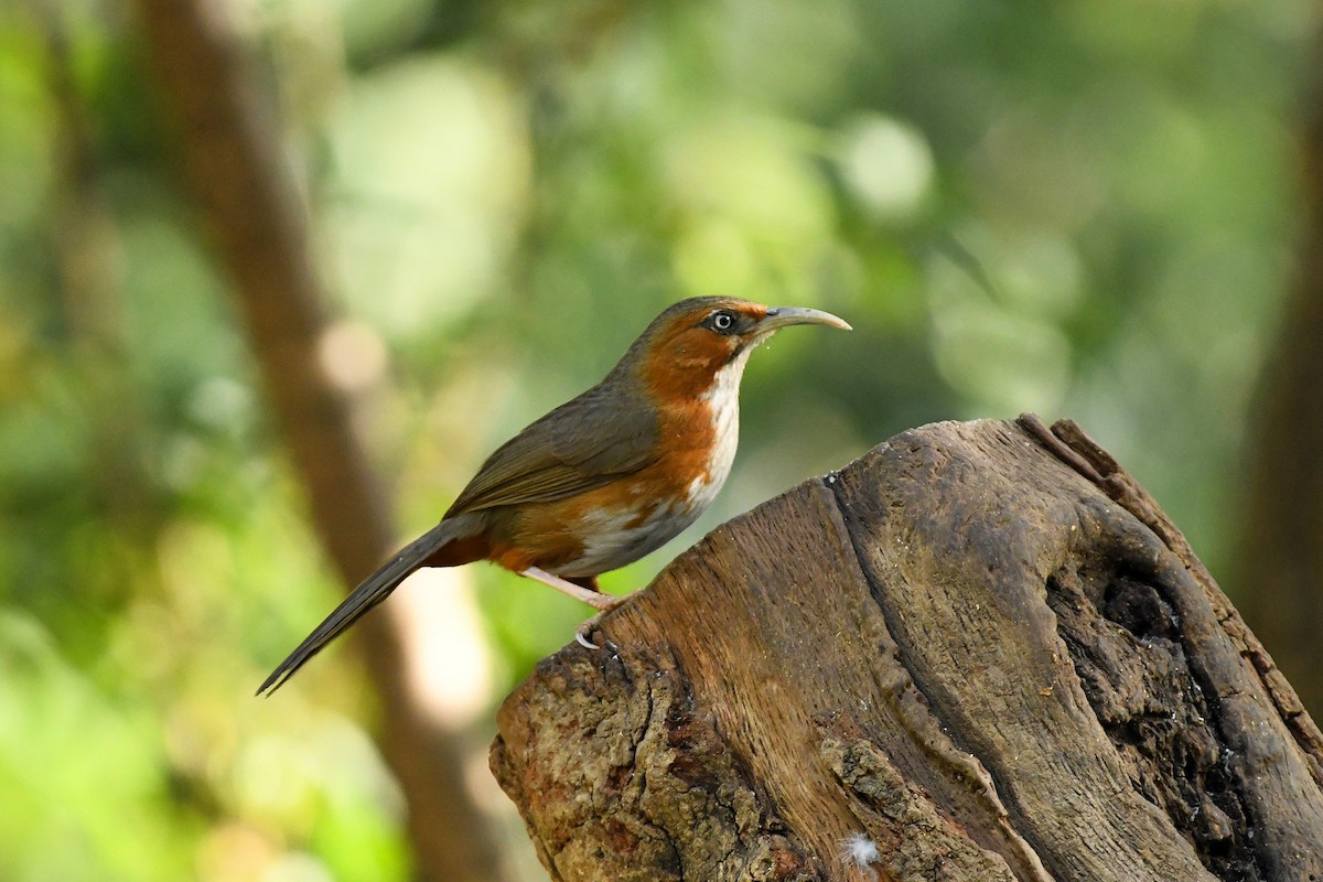 Rusty-cheeked Scimitar-Babbler - ML651861051