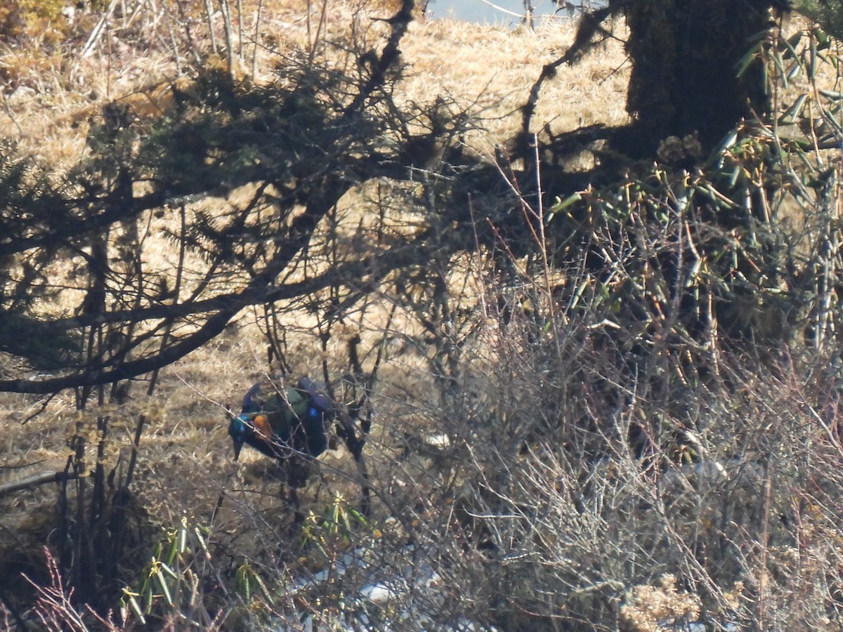 Himalaya Monalı - ML651861289