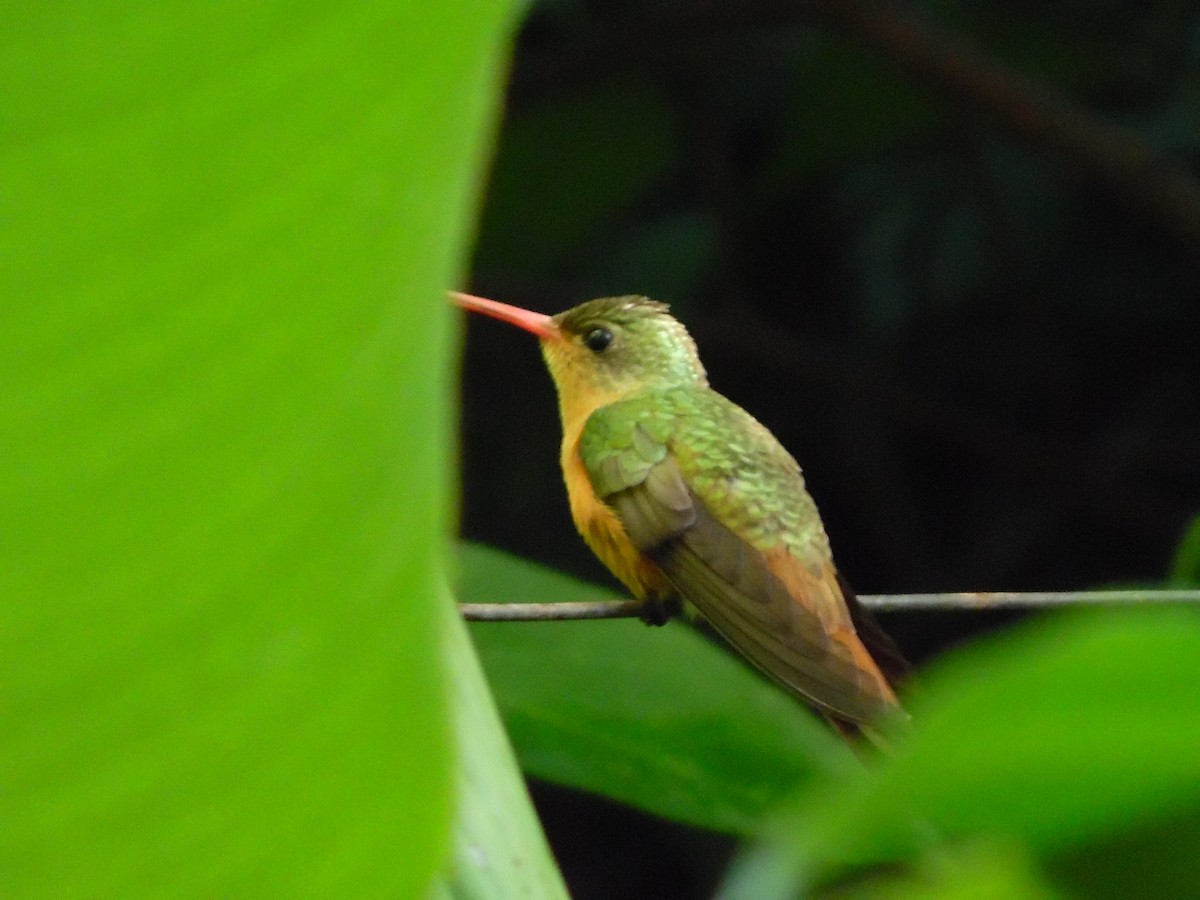 Cinnamon Hummingbird - ML65186191