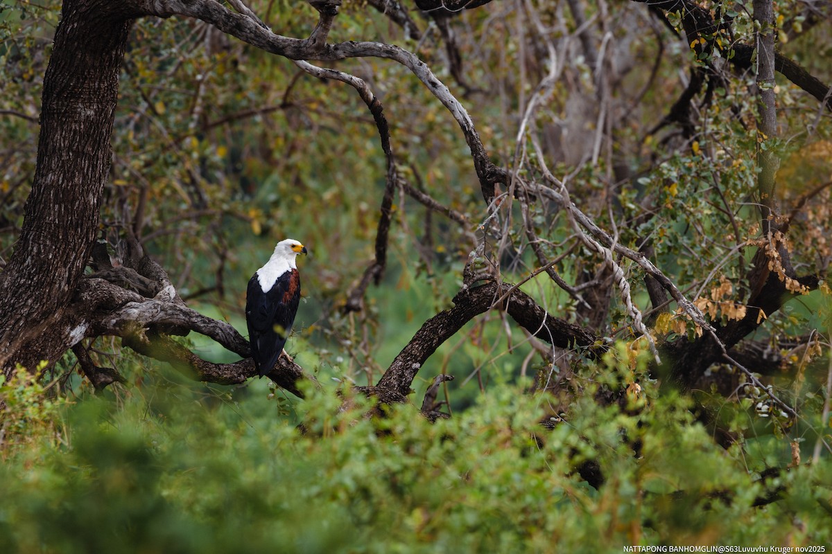 Schreiseeadler - ML651862386