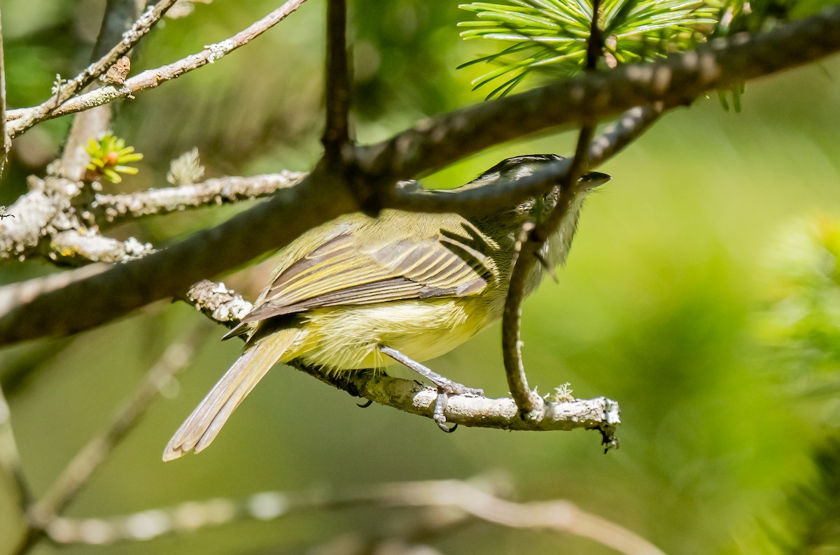 Vireo sp. - ML651862785