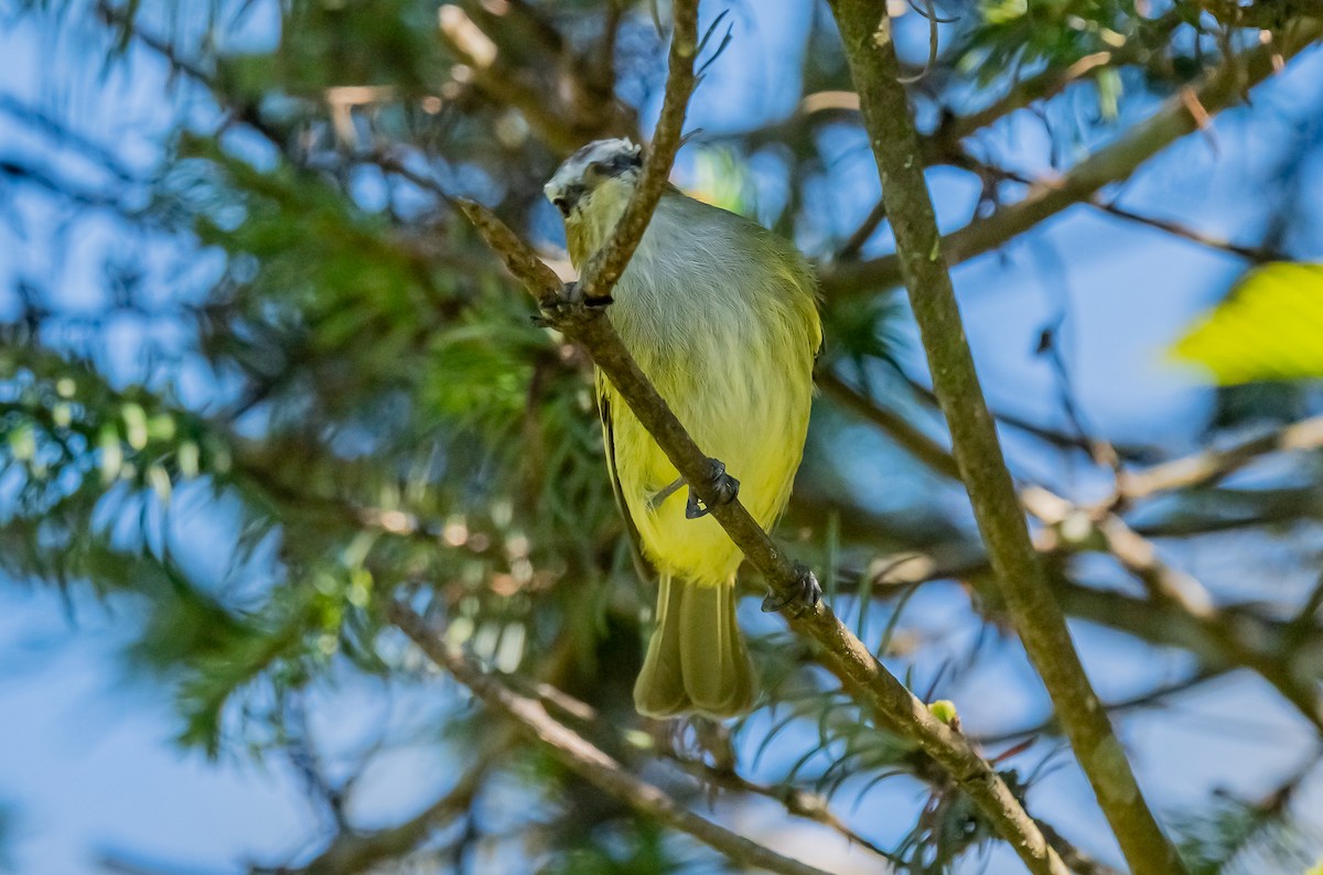 Vireo sp. - ML651862786