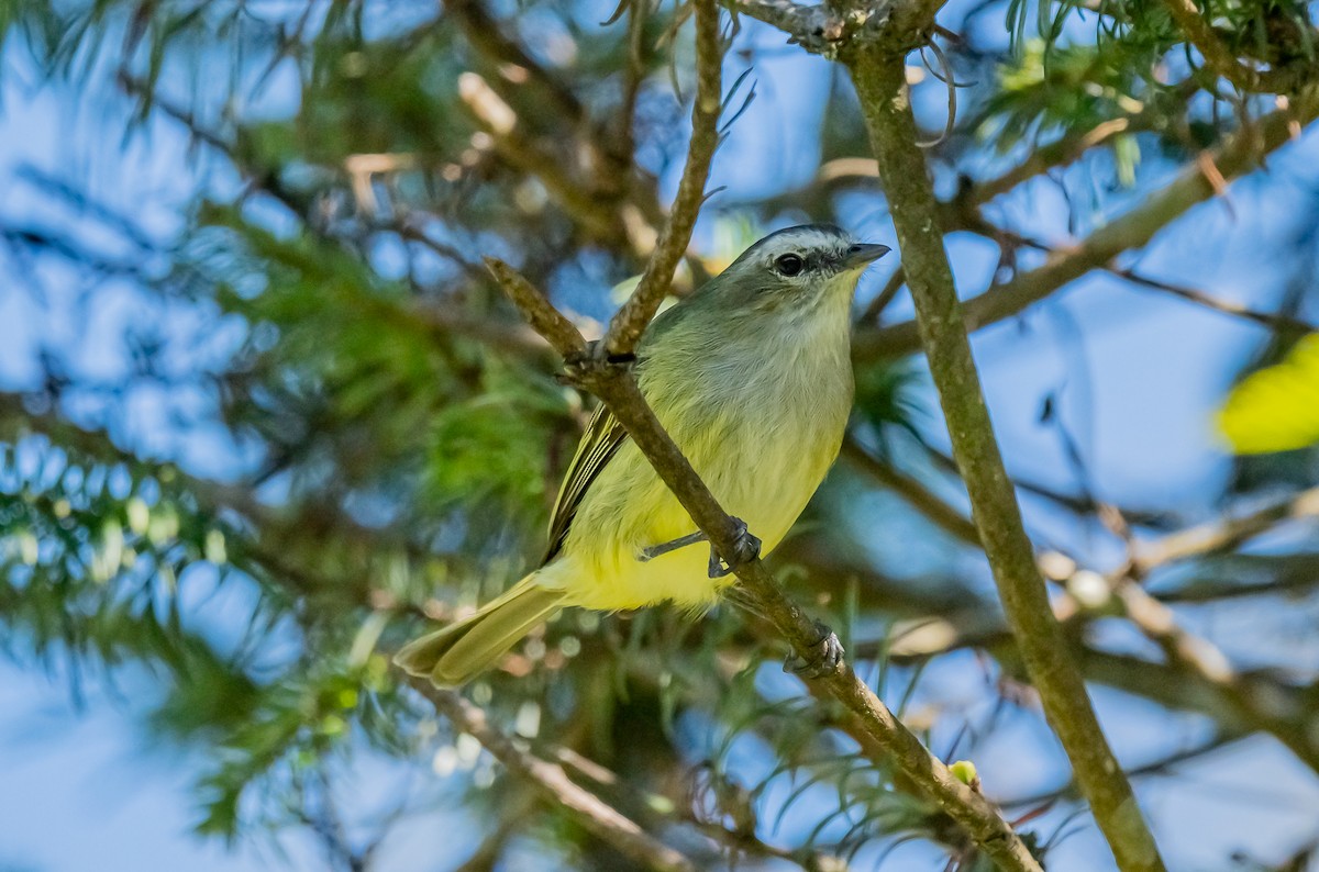 Vireo sp. - ML651862787