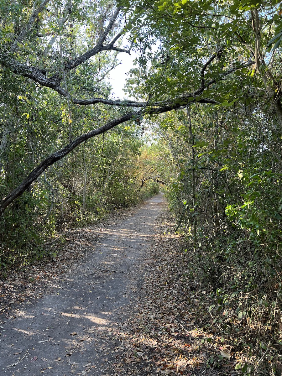 eBird Checklist - 27 Feb 2026 - Everglades NP--Snake Bight Trail - 34 ...