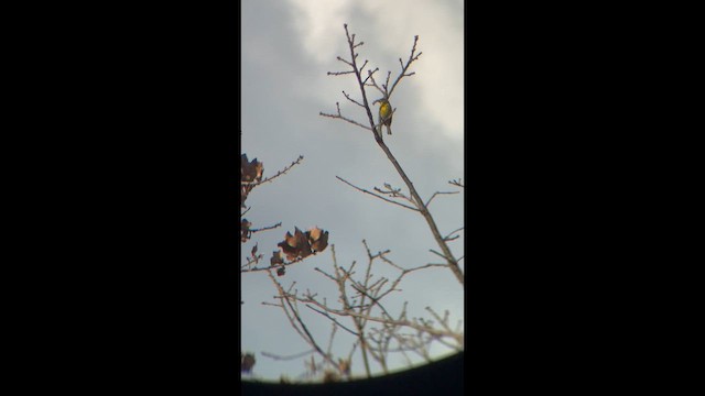 Kiefernwaldsänger - ML651863585