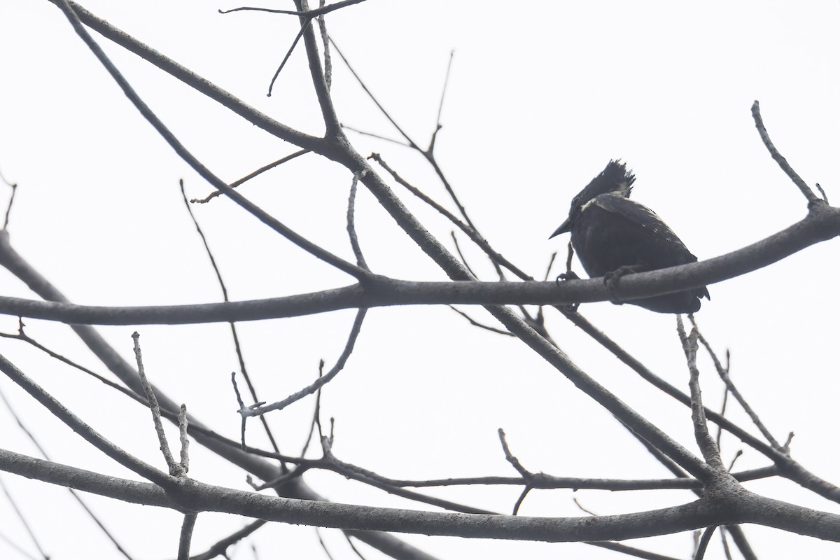 Pic à jugulaire - ML651863758