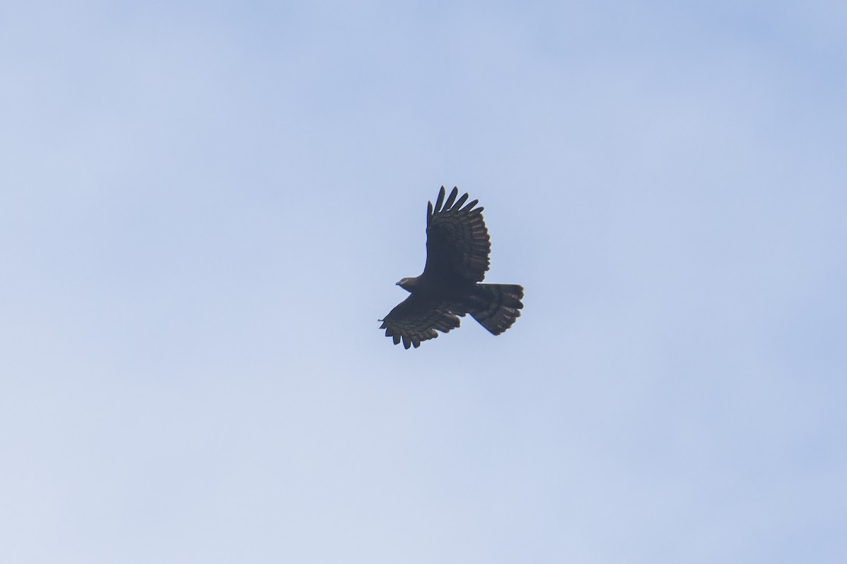 Bondrée orientale - ML651863784