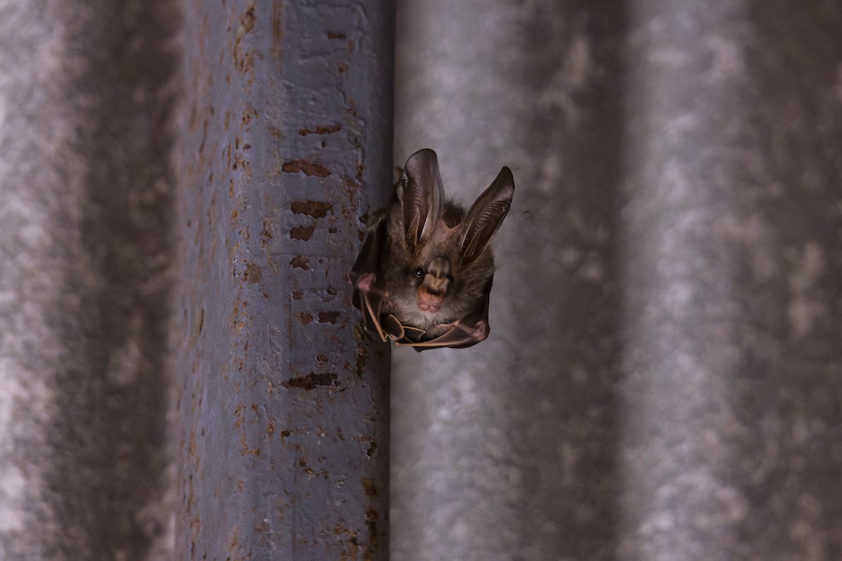 Lesser false vampire bat - ML651863792