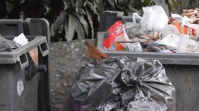 Cocoa Thrush - ML651864089