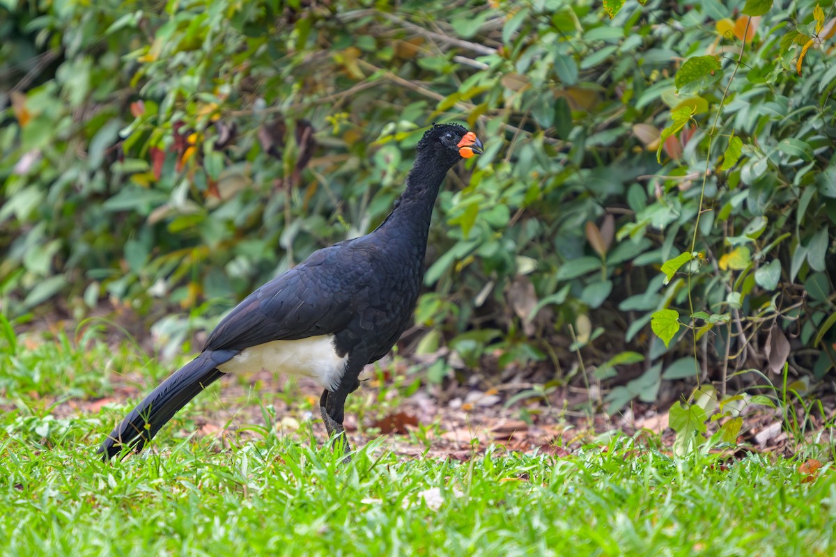 Кракс червонодзьобий - ML651864299