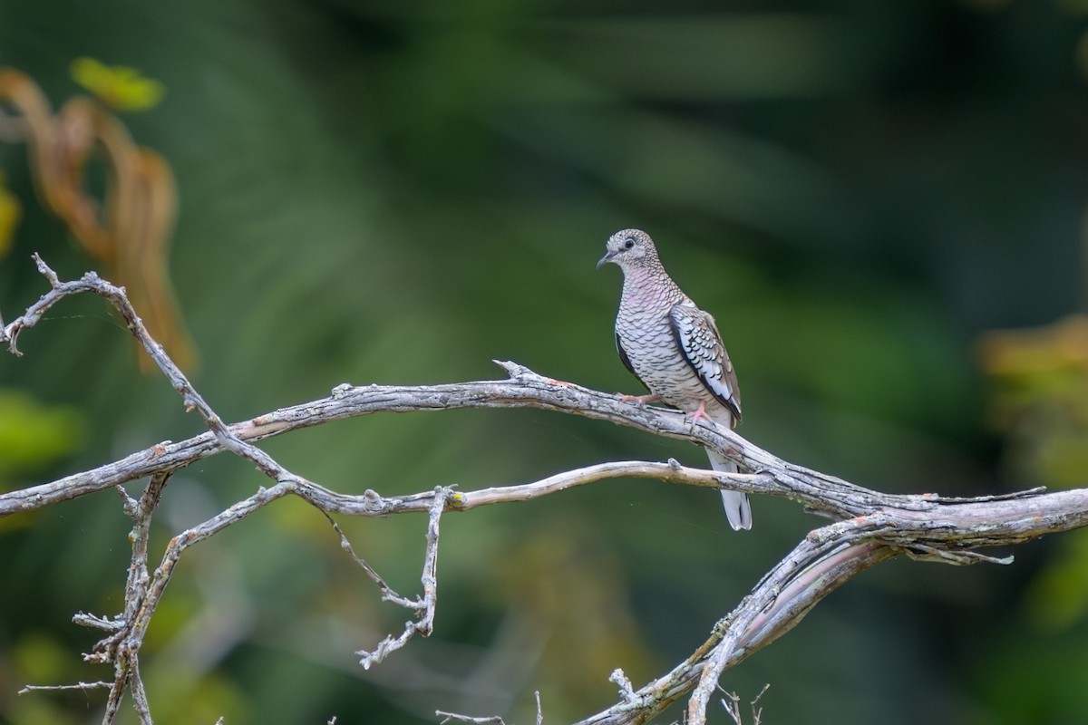 Горличка-інка бразильська - ML651864307