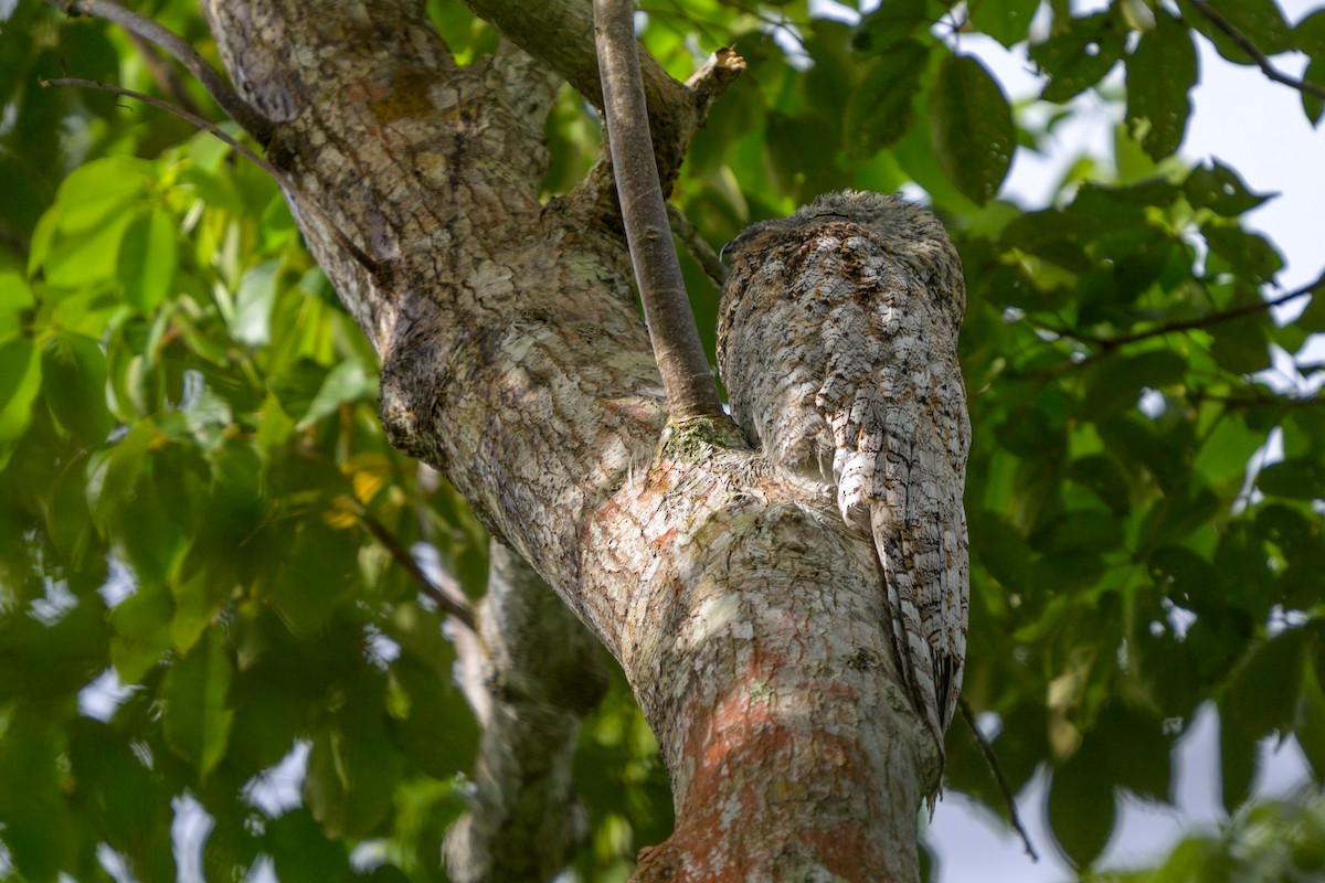 Поту великий - ML651864316